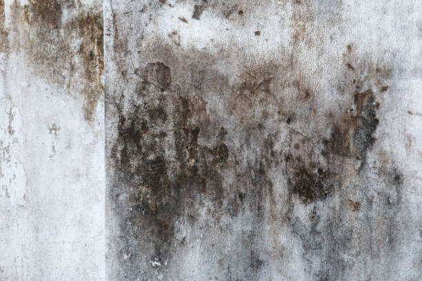 Best Post-Construction Mold Inspection  in Shaw Heights, CO