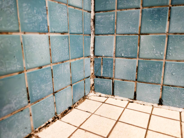 Best Mold Odor Removal Services  in Shaw Heights, CO