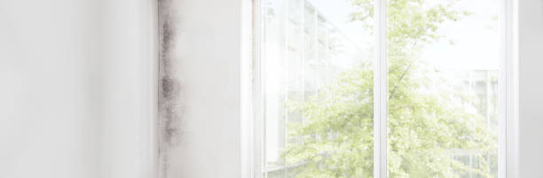 Best Emergency Mold Remediation  in Shaw Heights, CO